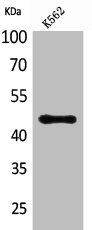 CD177 Antibody