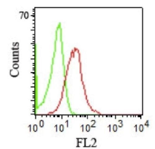 CD1B Antibody