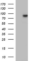 CD1C Antibody