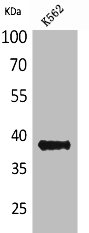 CD1C Antibody