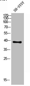 CD1D Antibody