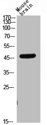 CD209 Antibody