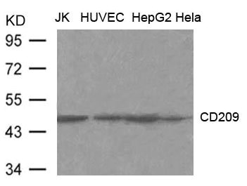 CD209 Antibody