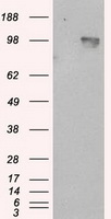 CD21 Antibody