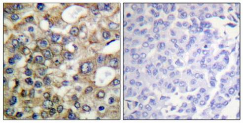 CD227/MUC1 (Phospho-Tyr1229) Antibody