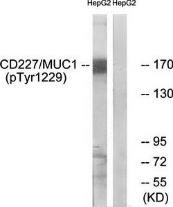 CD227/MUC1 (Phospho-Tyr1229) Antibody