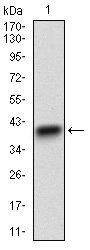 CD22 Antibody