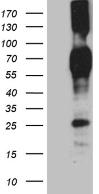 CD244 Antibody