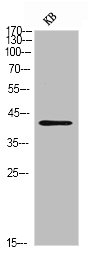 CD244 Antibody
