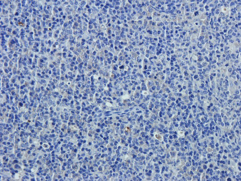 CD24 antibody