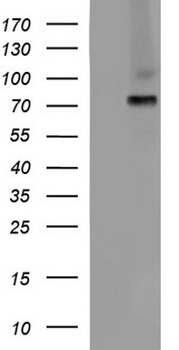 CD272 Antibody
