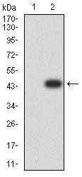 CD274 Antibody