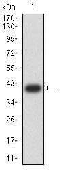 CD274 Antibody