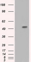 CD28 Antibody