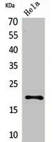 CD3D Antibody