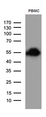 CD30 Antibody