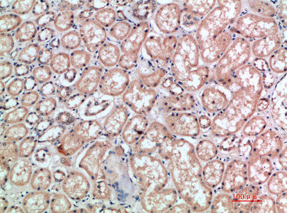 CD300E Antibody