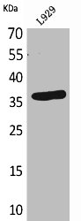 CD300LG Antibody