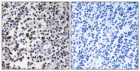 CD302 Antibody