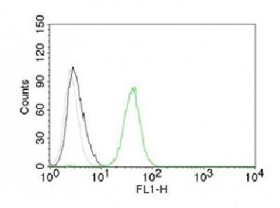 CD31 / PECAM-1 (Endothelial Cell Marker) Antibody