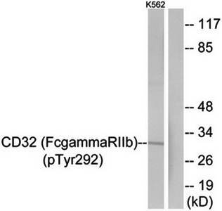 CD32 (Phospho-Tyr292) Antibody