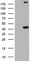CD32A Antibody