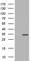 CD32A Antibody