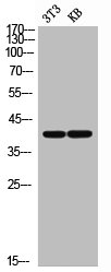 CD33 Antibody