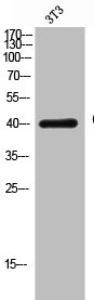 CD33 Antibody