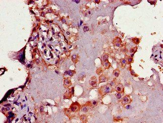 CD33 Antibody
