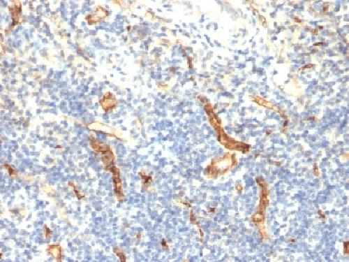 CD34 Antibody