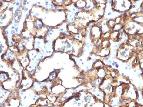 CD34 Antibody