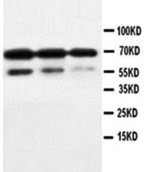 CD34 Rabbit Polyclonal Antibody