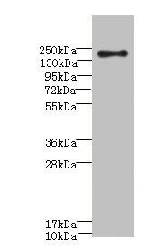 CR1 Antibody