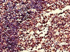 CR1 Antibody
