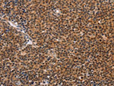 CD36 Antibody
