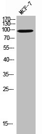CD36 Antibody
