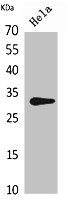 CD37 Antibody