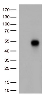 CD38 Antibody