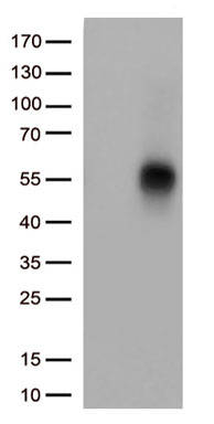 CD38 Antibody