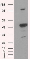 CD38 Antibody