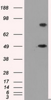 CD38 Antibody