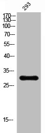CD38 Antibody