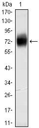 CD38 Antibody