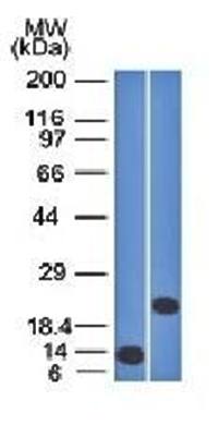 CD3E Antibody