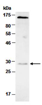 CD3e (C) Antibody, Rabbit Polyclonal