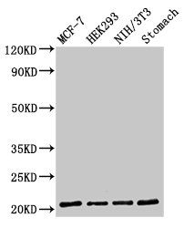 CD3G Antibody