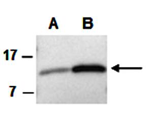 CD40L (N) Antibody, Rabbit Polyclonal