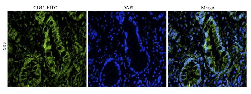 CD41 Rabbit Polyclonal Antibody (FITC)