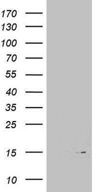 CD43 Antibody